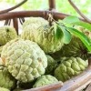 Annona squamosa Sugar Apple Live Plant - Tropical Fruit Tree 6-10" Tall - Image 1