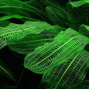 Aponogeton Live Aquarium Plants – 1-2 Bulbs Freshwater Aquatic Plants - Image 2