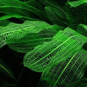 Aponogeton Live Aquarium Plants – 1-2 Bulbs Freshwater Aquatic Plants - Image 1