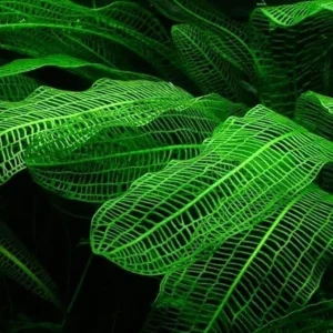 Aponogeton Live Aquarium Plants – 1-2 Bulbs Freshwater Aquatic Plants - Image 4