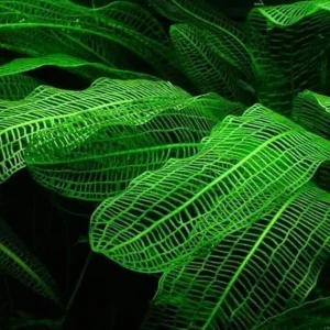 Aponogeton Live Aquarium Plants – 1-2 Bulbs Freshwater Aquatic Plants - Image 6