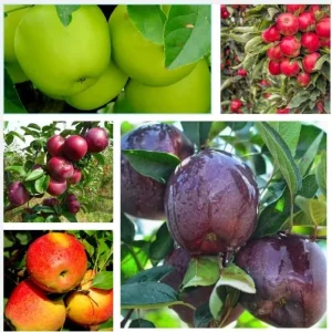 Apple Seedlings Live Plant 2-3 Ft Tall - Mixed Sweet Apple Tree Outdoor - Image 2