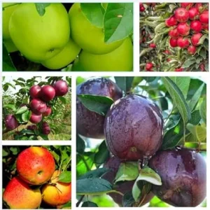 Apple Seedlings Live Plant 2-3 Ft Tall - Mixed Sweet Apple Tree Outdoor - Image 6