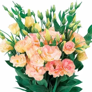 Apricot Lisianthus Live Plant Plug 2-3