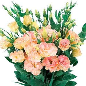 Apricot Lisianthus Live Plant Plug 2-3