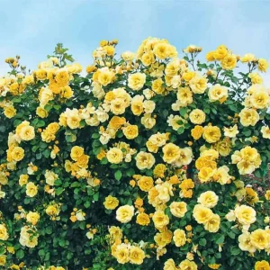 Apricot Rose Live Plant – Fragrant Ornamental Flowers for Indoor Outdoor Home Garden - Image 2