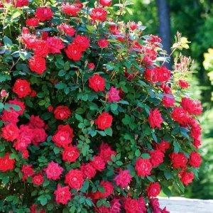 Apricot Rose Live Plant – Fragrant Ornamental Flowers for Indoor Outdoor Home Garden - Image 3