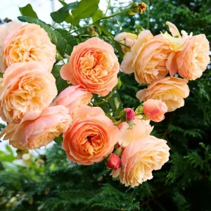 Apricot Rose Live Plant – Fragrant Ornamental Flowers for Indoor Outdoor Home Garden - Image 6