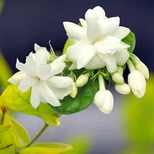 Arabian Jasmine Live Plant – Sambac Jasmine Fragrant Flower – 4 Inch Pot – 5-7 Inch Tall – Indoor/Outdoor - Image 3
