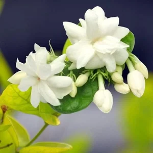Arabian Jasmine Live Plant – Sambac Jasmine Fragrant Flower – 4 Inch Pot – 5-7 Inch Tall – Indoor/Outdoor - Image 6