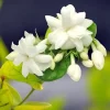 Arabian Jasmine Live Plant – Sambac Jasmine Fragrant Flower – 4 Inch Pot – 5-7 Inch Tall – Indoor/Outdoor - Image 1