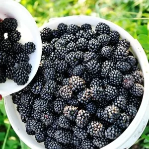 Arapaho Blackberry Live Plant Starter Size - Cold Hardy Bush for Outdoor Planting - Image 5