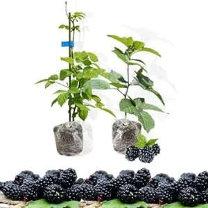 Arapaho Thornless Blackberry Plants - Set of 2 Live Bushes for Planting, Outdoor - Image 2