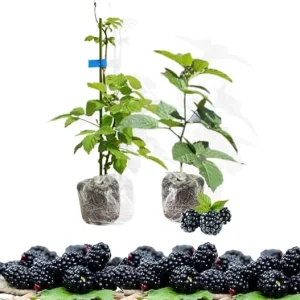 Arapaho Thornless Blackberry Plants - Set of 2 Live Bushes for Planting, Outdoor - Image 6