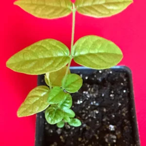 Araza Fruit Tree Live Plant - Eugenia Stipitata Seedling - 3-5'' Tall in 2.5'' Pot - Image 2
