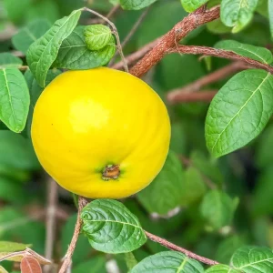 Araza Fruit Tree Live Plant - Eugenia Stipitata Seedling - 3-5'' Tall in 2.5'' Pot - Image 7