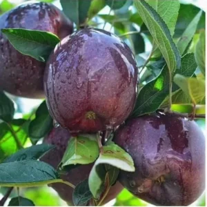 Arkansas Black Apple Tree Live Plant 4-5 Ft Tall - Sweet, Dark Red Fruit - Image 3