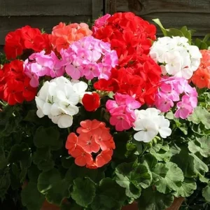 Assorted Geranium Live Plants - Pack of 3 Perennial Flowers, 4-6 inch tall - Image 4