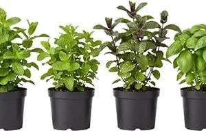 Assorted Herb Live Plants Pack - 4 Edible Herbs, 6'' Tall, Well Rooted - Image 2