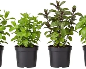 Assorted Herb Live Plants Pack - 4 Edible Herbs, 6'' Tall, Well Rooted - Image 3