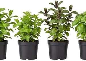 Assorted Herb Live Plants Pack - 4 Edible Herbs, 6'' Tall, Well Rooted - Image 4