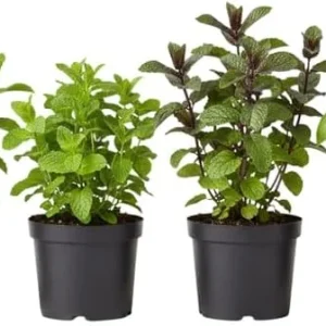 Assorted Herb Live Plants Pack - 4 Edible Herbs, 6'' Tall, Well Rooted - Image 5