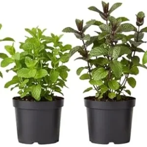 Assorted Herb Live Plants Pack - 4 Edible Herbs, 6'' Tall, Well Rooted - Image 6