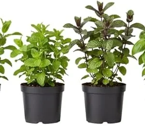 Assorted Herb Live Plants Pack - 4 Edible Herbs, 6'' Tall, Well Rooted - Image 1
