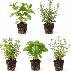 Assorted Herb Plant Starter Set, 3-6 Inch Tall Live Herbs, 3-Pack, Indoor/Outdoor - Image 6