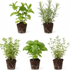 Assorted Herb Plant Starter Set, 3-6 Inch Tall Live Herbs, 3-Pack, Indoor/Outdoor - Image 7