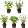Assorted Herb Plant Starter Set, 3-6 Inch Tall Live Herbs, 3-Pack, Indoor/Outdoor - Image 1