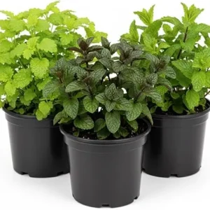 Assorted Herb Plants - 3 Live Plants Mix (Basil, Rosemary, Peppermint, Lemon Balm) - 3-5 Inches Tall - Image 3