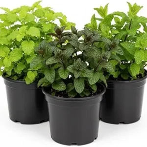 Assorted Herb Plants - 3 Live Plants Mix (Basil, Rosemary, Peppermint, Lemon Balm) - 3-5 Inches Tall - Image 5