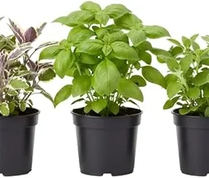 Assorted Live Edible Herb Plants 3-Pack, 4-8 Inches - Rosemary, Mint, Lemon Balm - Image 2