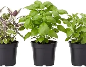 Assorted Live Edible Herb Plants 3-Pack, 4-8 Inches - Rosemary, Mint, Lemon Balm - Image 3