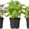 Assorted Live Edible Herb Plants 3-Pack, 4-8 Inches - Rosemary, Mint, Lemon Balm - Image 1