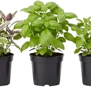 Assorted Live Edible Herb Plants 3-Pack, 4-8 Inches - Rosemary, Mint, Lemon Balm - Image 6