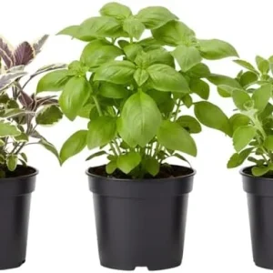 Assorted Live Edible Herb Plants 3-Pack, 4-8 Inches - Rosemary, Mint, Lemon Balm - Image 7