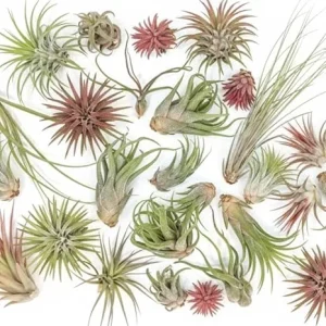 Assorted Tillandsia Air Plants - Live Indoor Airplants Variety Pack (12) - Image 3