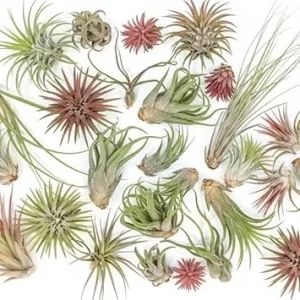 Assorted Tillandsia Air Plants - Live Indoor Airplants Variety Pack (12) - Image 4