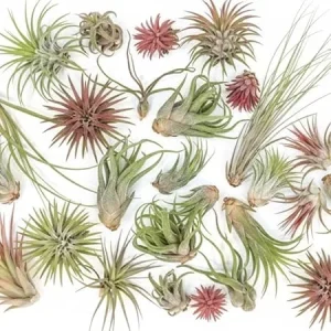 Assorted Tillandsia Air Plants - Live Indoor Airplants Variety Pack (12) - Image 7