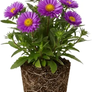 Aster Live Plant – Purple Perennial, 5-7 Inches Tall, Indoor/Outdoor - Image 3