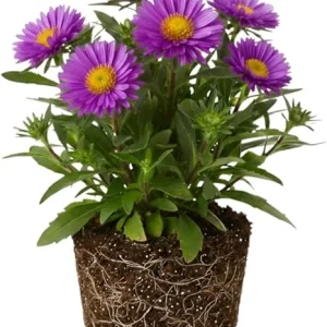 Aster Live Plant – Purple Perennial, 5-7 Inches Tall, Indoor/Outdoor - Image 5