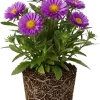 Aster Live Plant – Purple Perennial, 5-7 Inches Tall, Indoor/Outdoor - Image 1