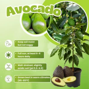 Avocado Tree Live Plant – 2 Years Old, 3-3.5 Ft Tall, 3 Gallon Pot, Cold Hardy - Image 3