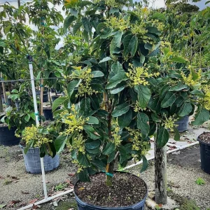 Avocado Tree Live Plant – 2 Years Old, 3-3.5 Ft Tall, 3 Gallon Pot, Cold Hardy - Image 7