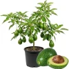 Avocado Tree Live Plant - 2 Years Old, 3-3.5 Ft Tall, 3 Gallon Pot, Cold Hardy - Image 1
