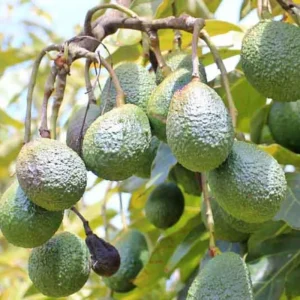 Avocado Tree Live Plant - Cold Hardy, 1-2 Ft Tall Tropical Fruit for Zones 5-11 - Image 4