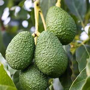 Avocado Tree Live Plant, Live Avocado Plant Seedling, 6 to 9 Inc Tall for Garden - Image 3