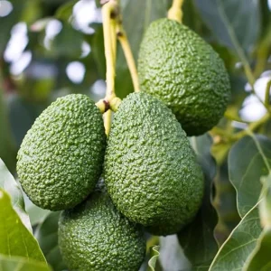 Avocado Tree Live Plant, Live Avocado Plant Seedling, 6 to 9 Inc Tall for Garden - Image 4